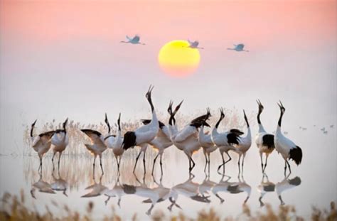 ¡El Parque Nacional de los Pájaros de Yancheng, un paraíso para aves migratorias y amantes de la naturaleza!